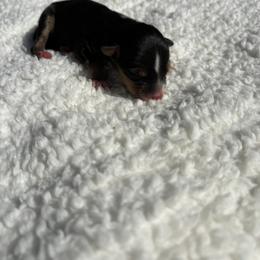 Mason - Black tri male Miniature Australian Shepherd puppy in Signal Mountain, Tennessee from D & D Miniature and Toy Australian Sheppards