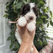 Brown Collar Boy - White and black male Spanish Water Dog puppy in Clementon, New Jersey from PitterPatterPuppiesNJ