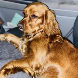 Cocker Spaniels and Golden Retrievers from Awesome Cockers!