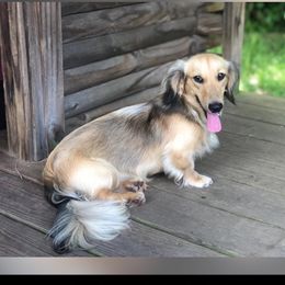 Mr. Darcy - Dachshund