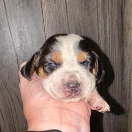 Gandalf - Black white and tan male Beagle puppy in Viper, Kentucky from Mountain Top