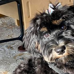 Miniature Schnauzers and Schnoodles from Schnauzers Of Taylor