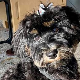 Miniature Schnauzers and Schnoodles from Schnauzers Of Taylor