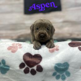 Aspen - Silver female Dilute Retriever puppy in Forest City, Iowa from Helm Labs