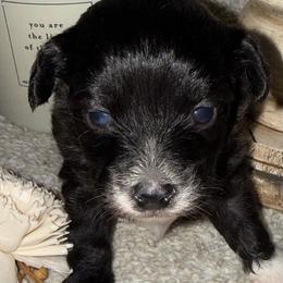 Jenni - Black and white female Aussiedoodle puppy in Arrington, Tennessee from Tumblin T Aussies and Aussiedoodles