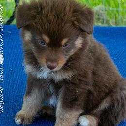 Angel - Red tri-color female Australian Shepherd puppy in Bloomfield, New York from Wayward Trails Kennel