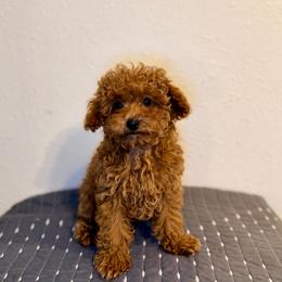 EEyore - Red  male Goldendoodle puppy in Bells, Texas from Partridge Doodles and Poodles
