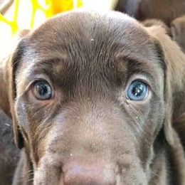 Labrador Retrievers and Weimaraners from Kathy Welle
