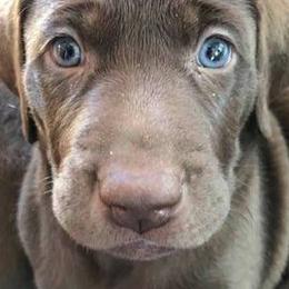 Labrador Retrievers and Weimaraners from Kathy Welle