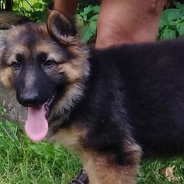 German Shepherds and Poodles from Puppy paradise