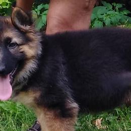 German Shepherds and Poodles from Puppy paradise