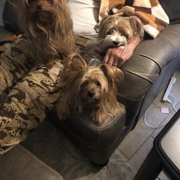 Yorkshire Terrier Puppies from MCM Acres