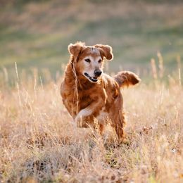 Golden Retriever puppies from High Plains Goldens