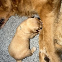 Lily - Dark golden female Golden Retriever puppy in Orange City, Florida from Sidekick Retrievers