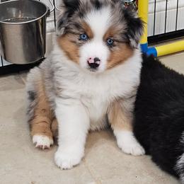Loki - Blue merle male Miniature American Shepherd puppy in Hume, Virginia from Shadow Fox Farm