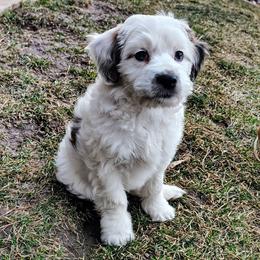 Oreo - Parti female Goldendoodle puppy in Bountiful, Utah from Red Brick Doodles