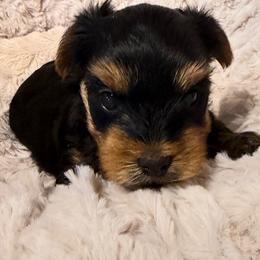 Chanel - Black and gold female Yorkshire Terrier puppy in Dublin, California from Michelle’s Yorkies
