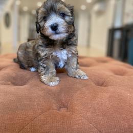 Goldendoodle and Havapoo Puppies from Lady Paws Puppies