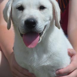 Beagle and Labrador Retriever Puppies from Badland Kennel