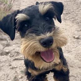 Sheriff (quick draw) - Miniature Schnauzer