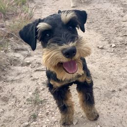 Sheriff (quick draw) - Miniature Schnauzer