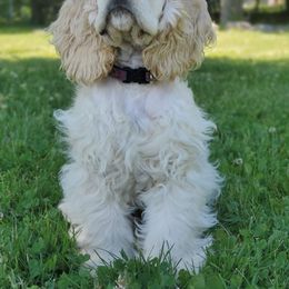 Cocker Spaniel All Grown Up from Livengood Cockers