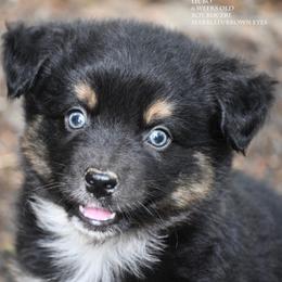 Lil Bo - Black tri male Miniature Australian Shepherd puppy in Patterson, North Carolina from DreamLine Aussies