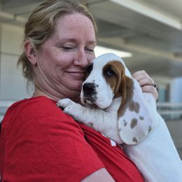 Goodall - Mahogany and white male Basset Hound puppy in Lebanon, Ohio from Golden Acres Dachshunds and Bassets