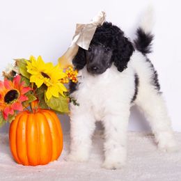 Ruby - Parti female Poodle puppy in Meadowbrook, California from Standard Poodle Pups