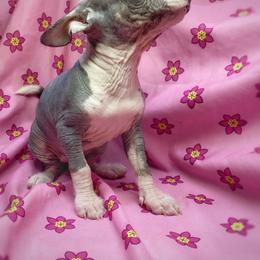 Chihuahua and Chinese Crested Puppies from Western Kentucky Chihuahua’s and Chinese Crested’s