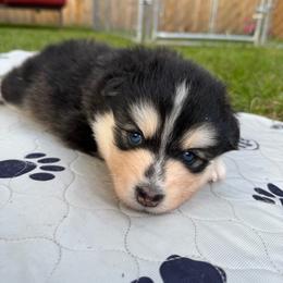 Woodrow Call - Black and white male Pomsky puppy in Blue Earth, Minnesota from Blue Sky Pomsky