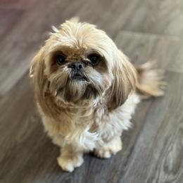 Violet - Gold female Shih Tzu puppy in Walkertown, North Carolina from Lil’ Bit’s Shih Tzu