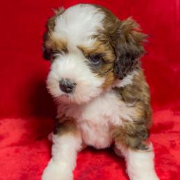 Pearl - Tri-color female Bernedoodle puppy in Bradenton, Florida from Peanut Butter Doodles