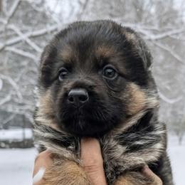 Female Puppy 2 - Black and red female German Shepherd puppy in Pocono Ranch Lands, Pennsylvania from Vom Haus Pharoah German Shepherd