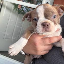 Lilac - Lilac female Boston Terrier puppy in Charleroi, Pennsylvania from KC’s Boxers