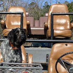 Zeus - German Wirehaired Pointer