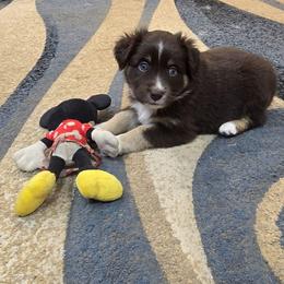 Kubo - Red tri-color male Miniature American Shepherd puppy in Vancouver, Washington from BonDrew's Miniature American Shepherds