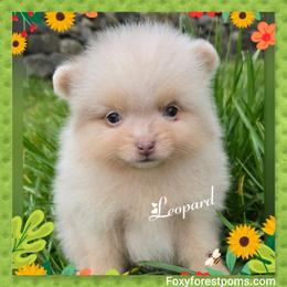 Leopard - Chocolate merle male Pomeranian puppy in Eatonville, Washington from Foxy Forest Poms
