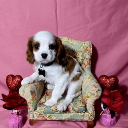 Jamison - Blenheim male Cavalier King Charles Spaniel puppy in Pennsylvania from Julie's Cavalier King Charles Spaniels