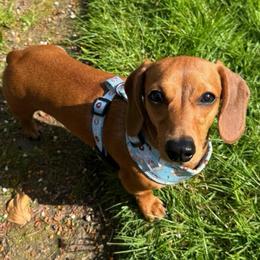 Cricket - Dachshund