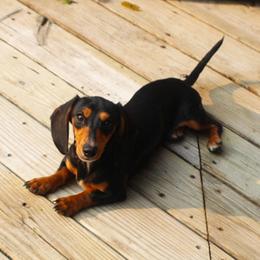 Leia - Dachshund