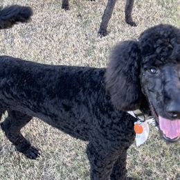 Odin - Poodle