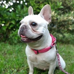 Poppy - French Bulldog
