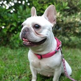 Poppy - French Bulldog