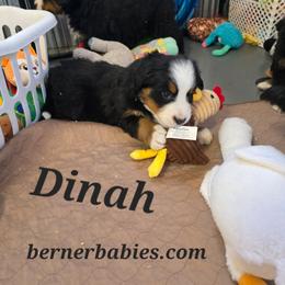 Dinah - Black rust and white female Bernese Mountain Dog puppy in Radcliffe, Iowa from Berner Babies