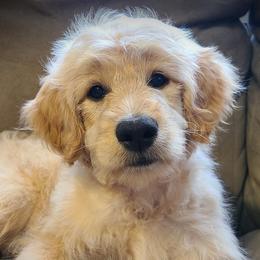 Goldendoodles and Golden Retrievers from Golden Paw Farm