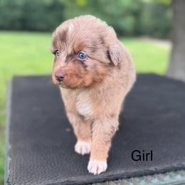 Snowy - Red merle female Australian Shepherd puppy in Big Sandy, Texas from Rocking S Ranch