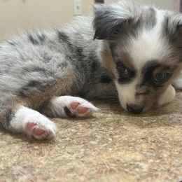 Miniature Australian Shepherd and Toy Australian Shepherd Puppies from Hochatown Awesome Aussies