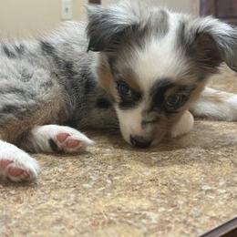 Miniature Australian Shepherd and Toy Australian Shepherd Puppies from Hochatown Awesome Aussies