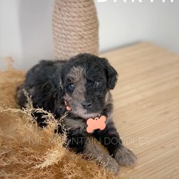 Goldendoodle Puppies from Ivie Mountain Doodles